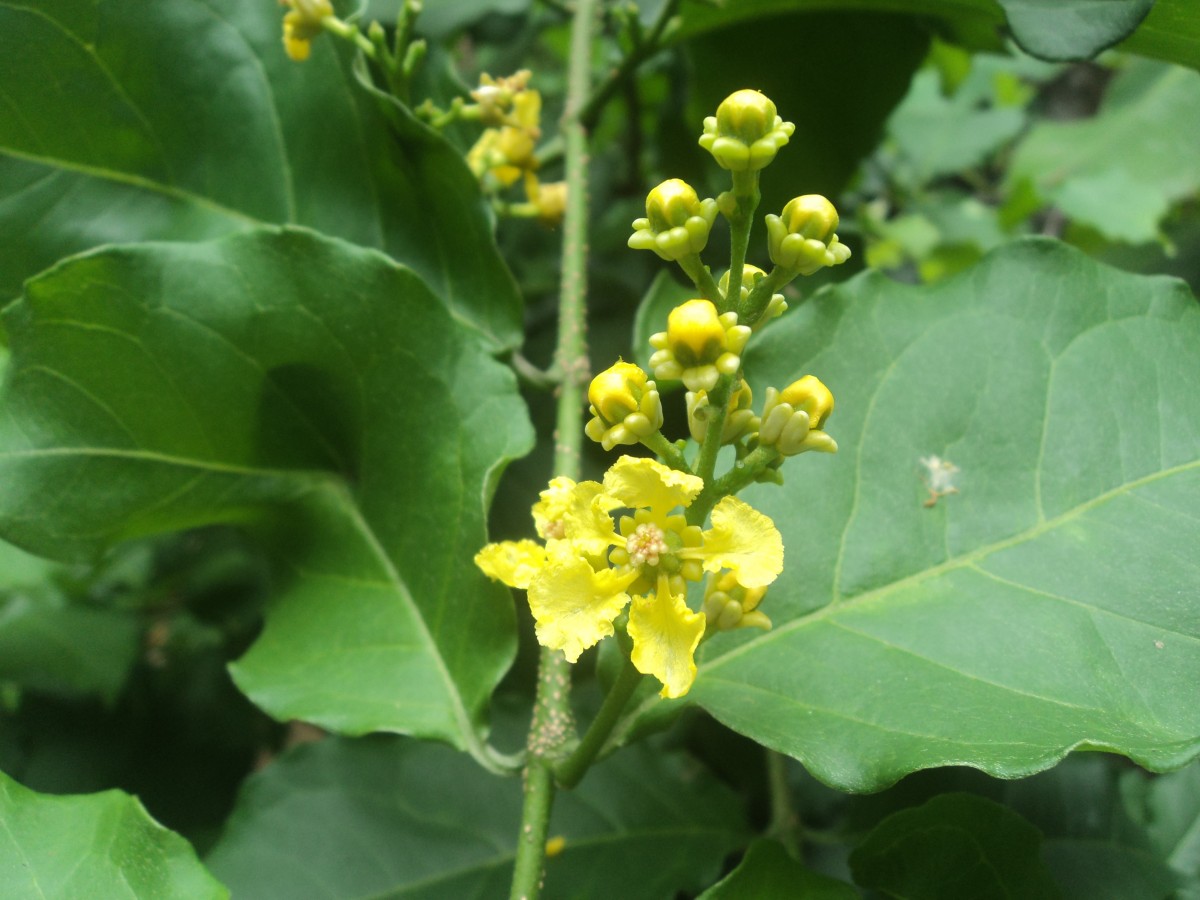 Bunchosia armeniaca (Cav.) DC.